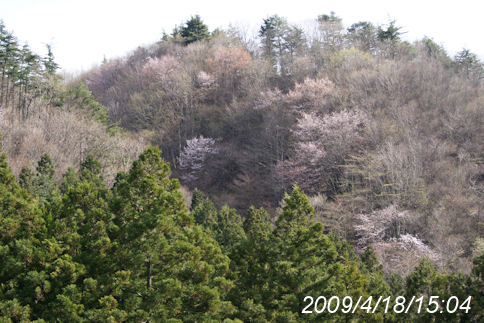 山の満開桜