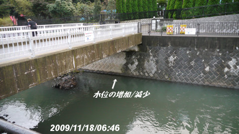 和泉川の水位増加